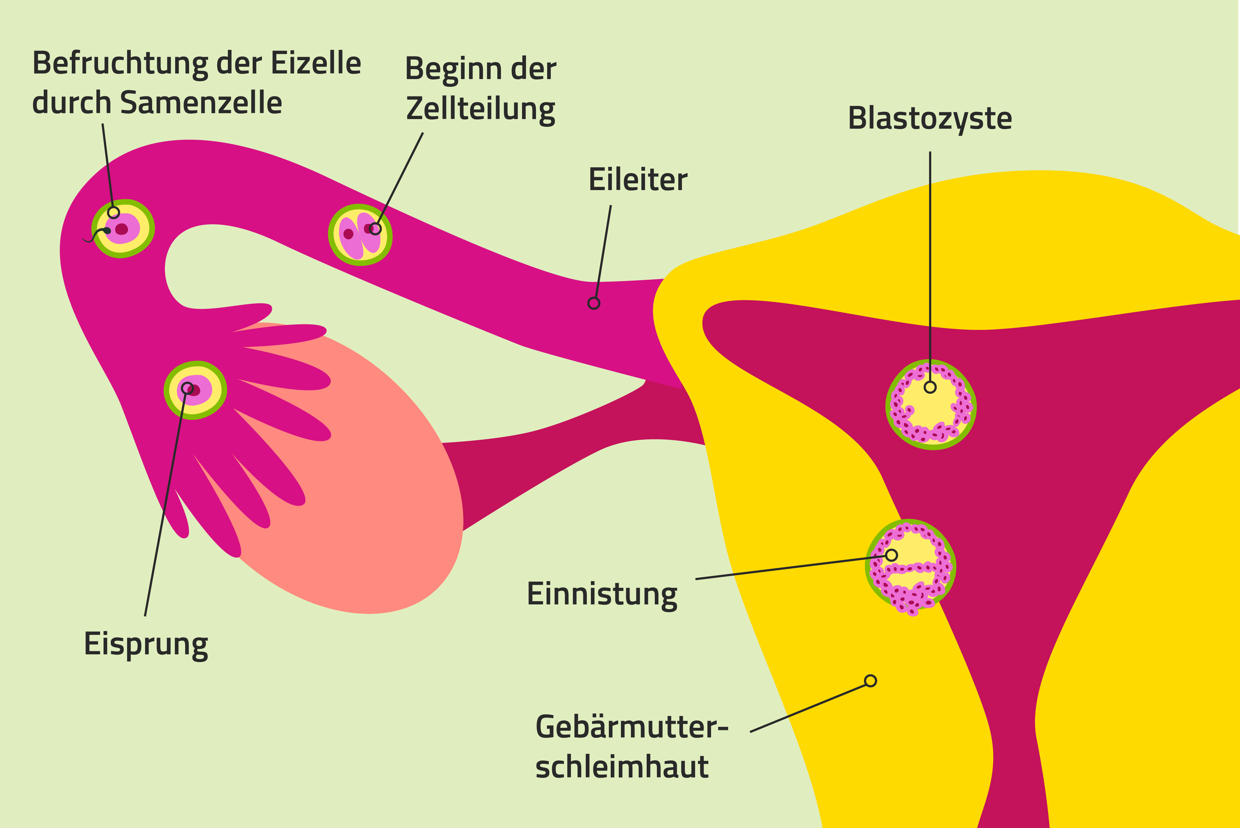Illustration: Eine befruchtete Eizelle wandert durch den Eileiter und nistet sich in der Gebärmutter ein.