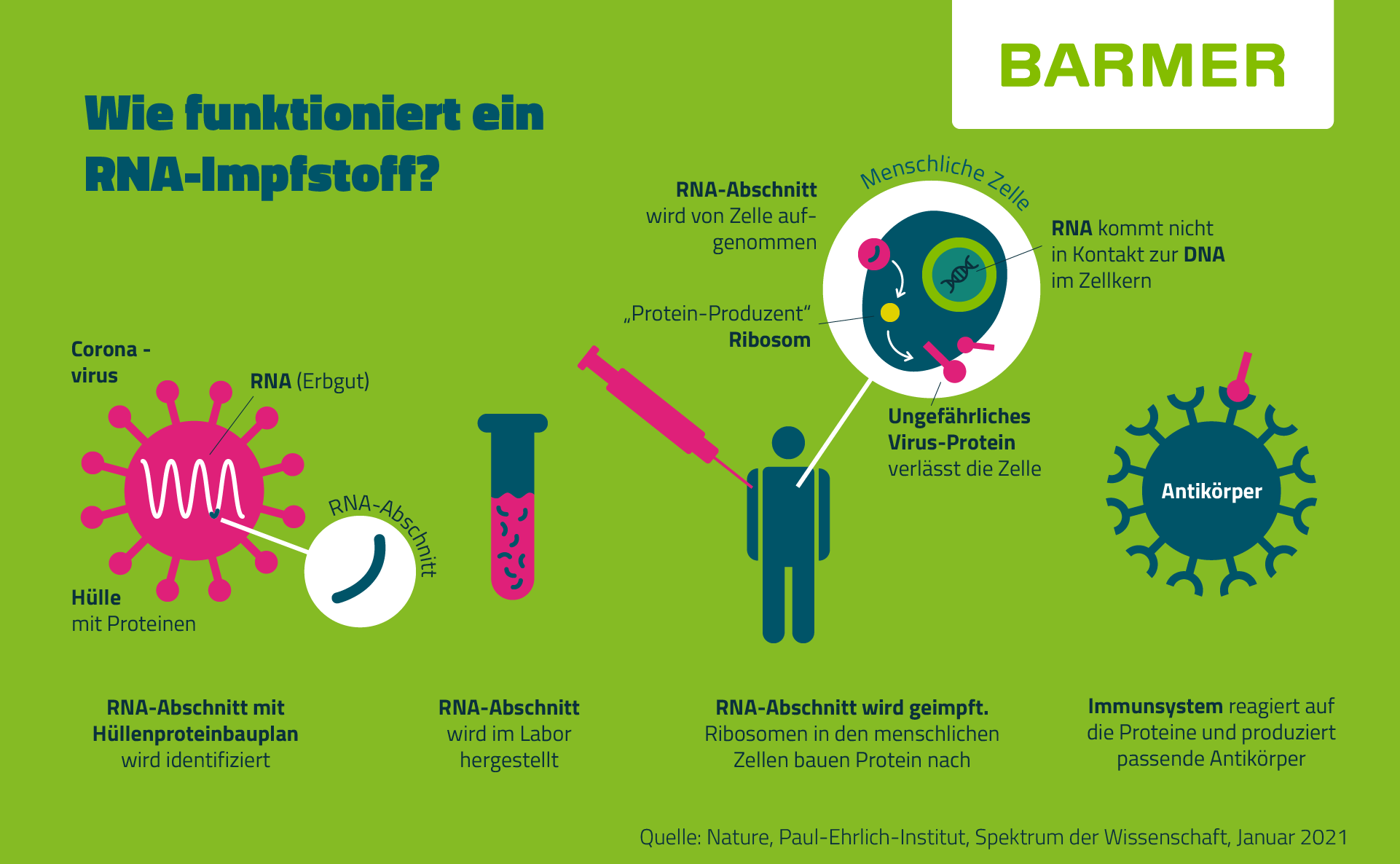 Infografik: Wie funktioniert ein RNA-Impfstoff?