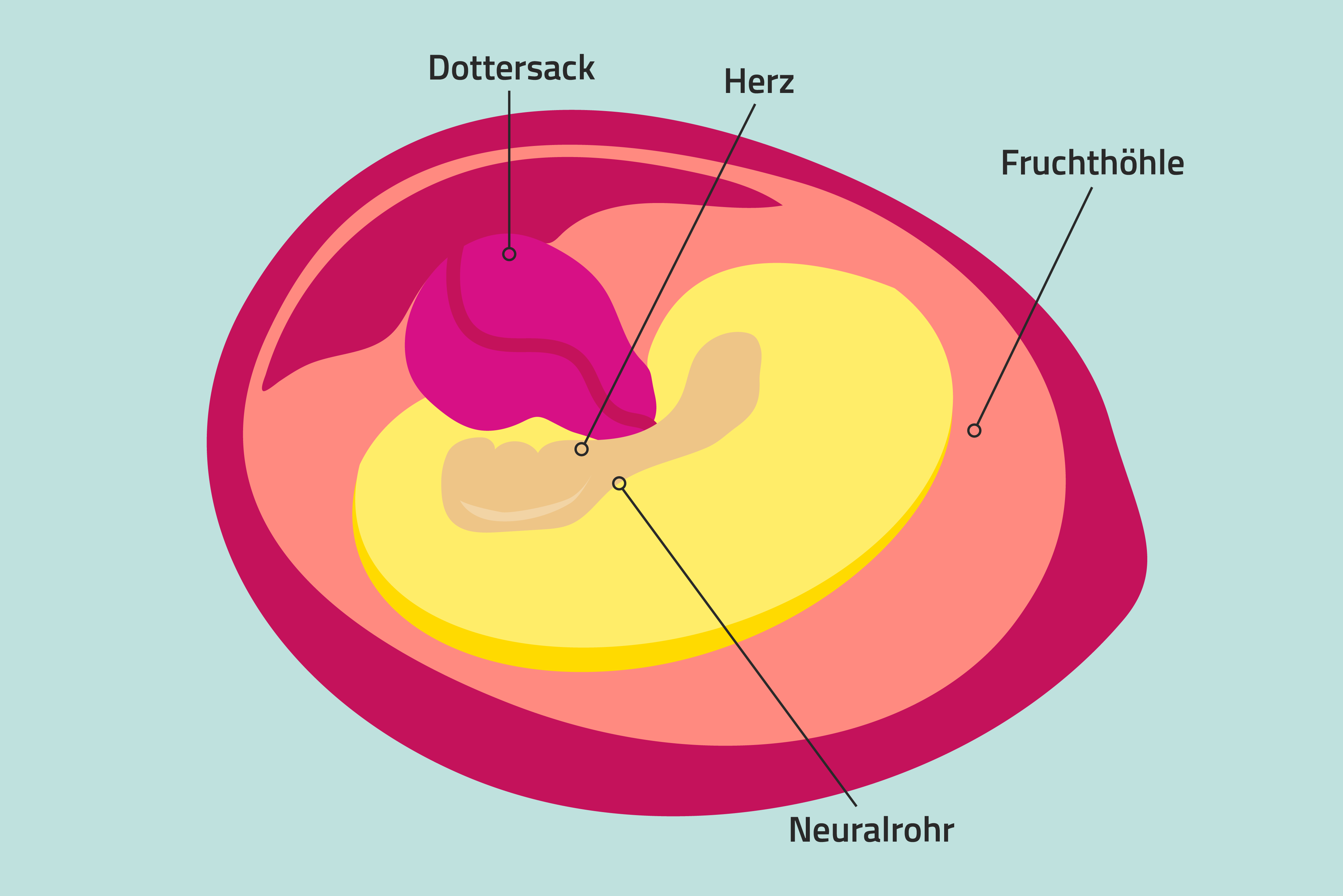 Illustration: Eine befruchtete Eizelle wandert durch den Eileiter und nistet sich in der Gebärmutter ein.