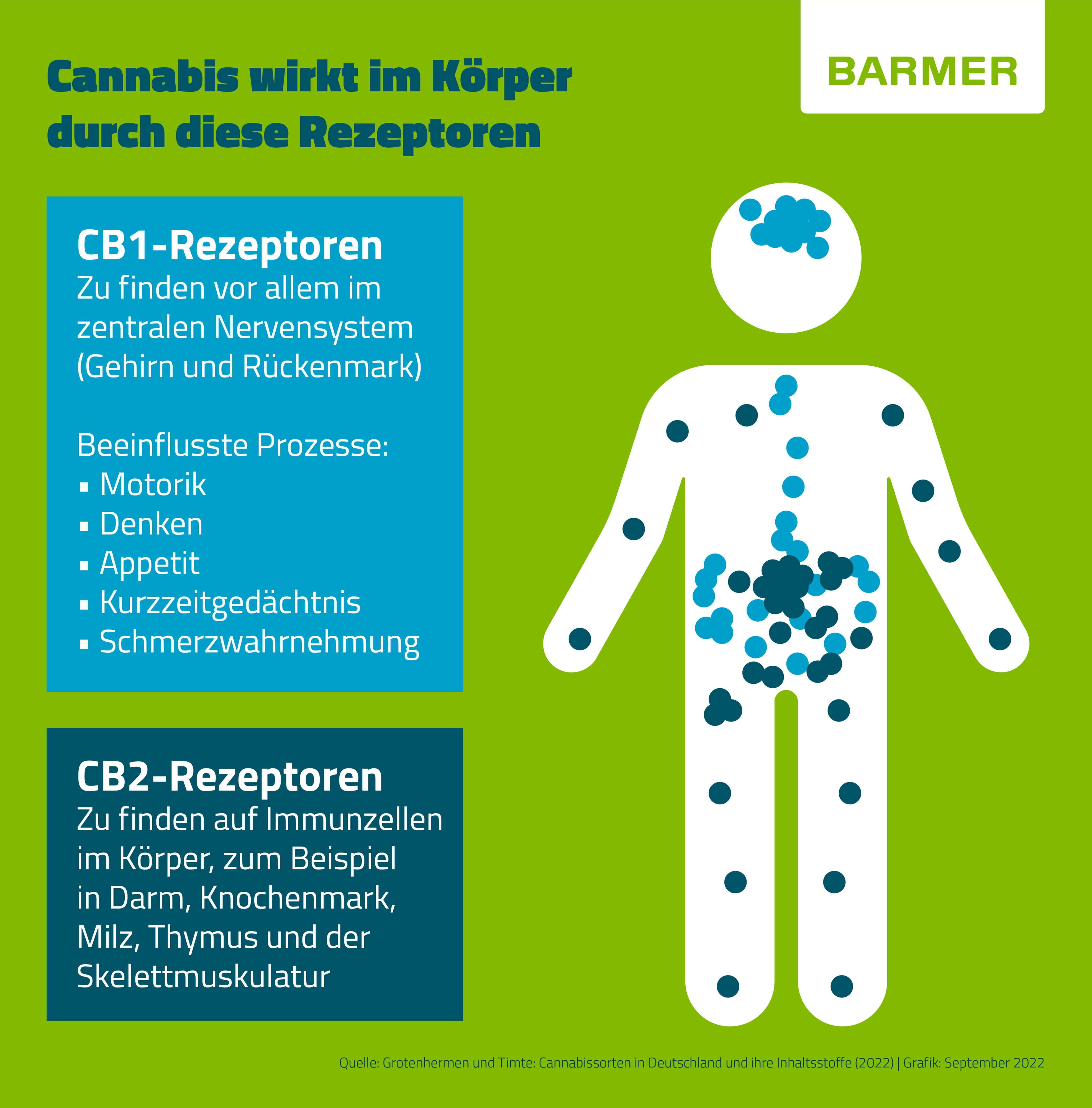 Durch bestimmte Rezeptoren im Körper entfaltet Cannabis seine Wirkung.