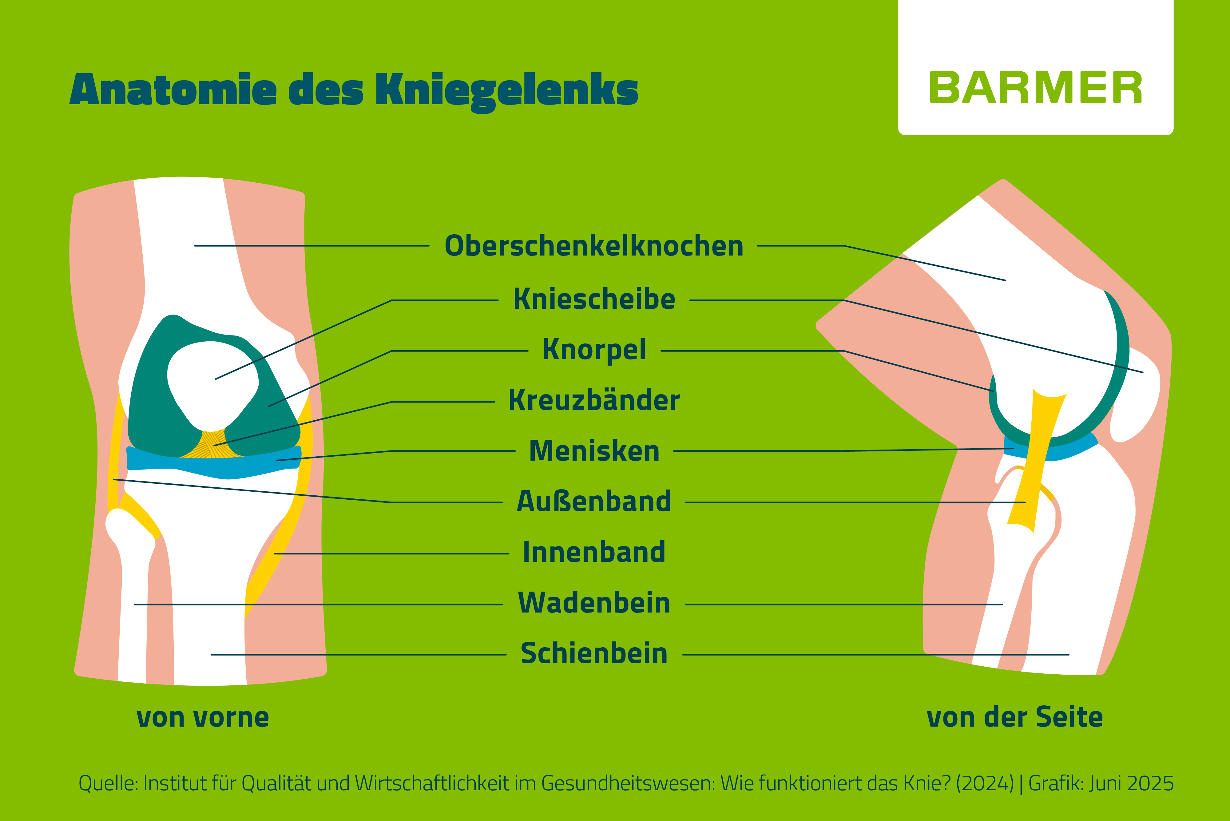 Infografik - Kniegelenk