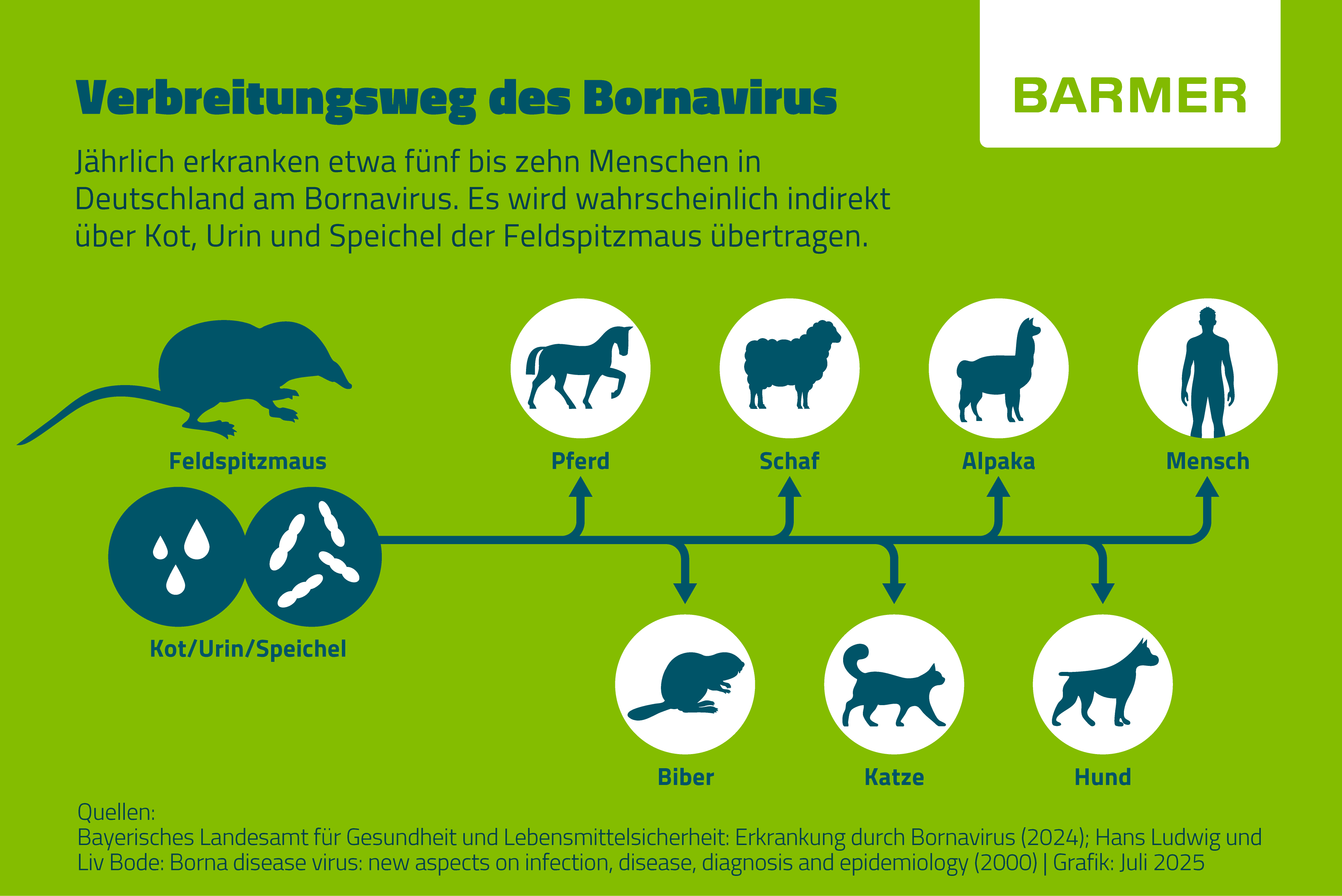 Das Bornavirus wird wahrscheinlich indirekt über Kot, Urin und Speichel der Feldspitzmaus übertragen. Infektionen beim Menschen sind selten.
