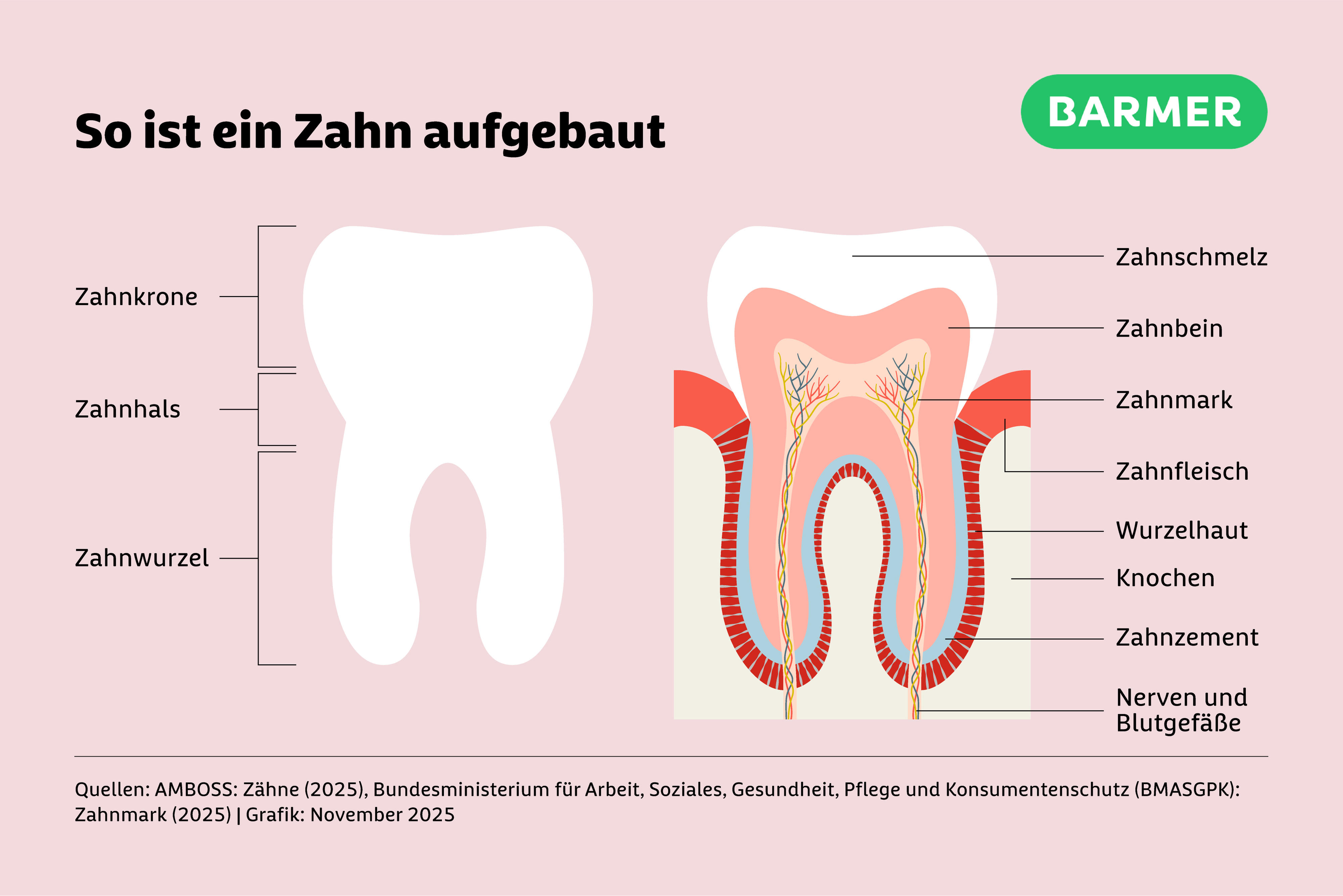 So ist ein Zahn aufgebaut: Außen schützt der harte Zahnschmelz, darunter liegt das Dentin. Im Inneren befindet sich das Zahnmark mit Nerven und Blutgefäßen – es hält den Zahn lebendig.