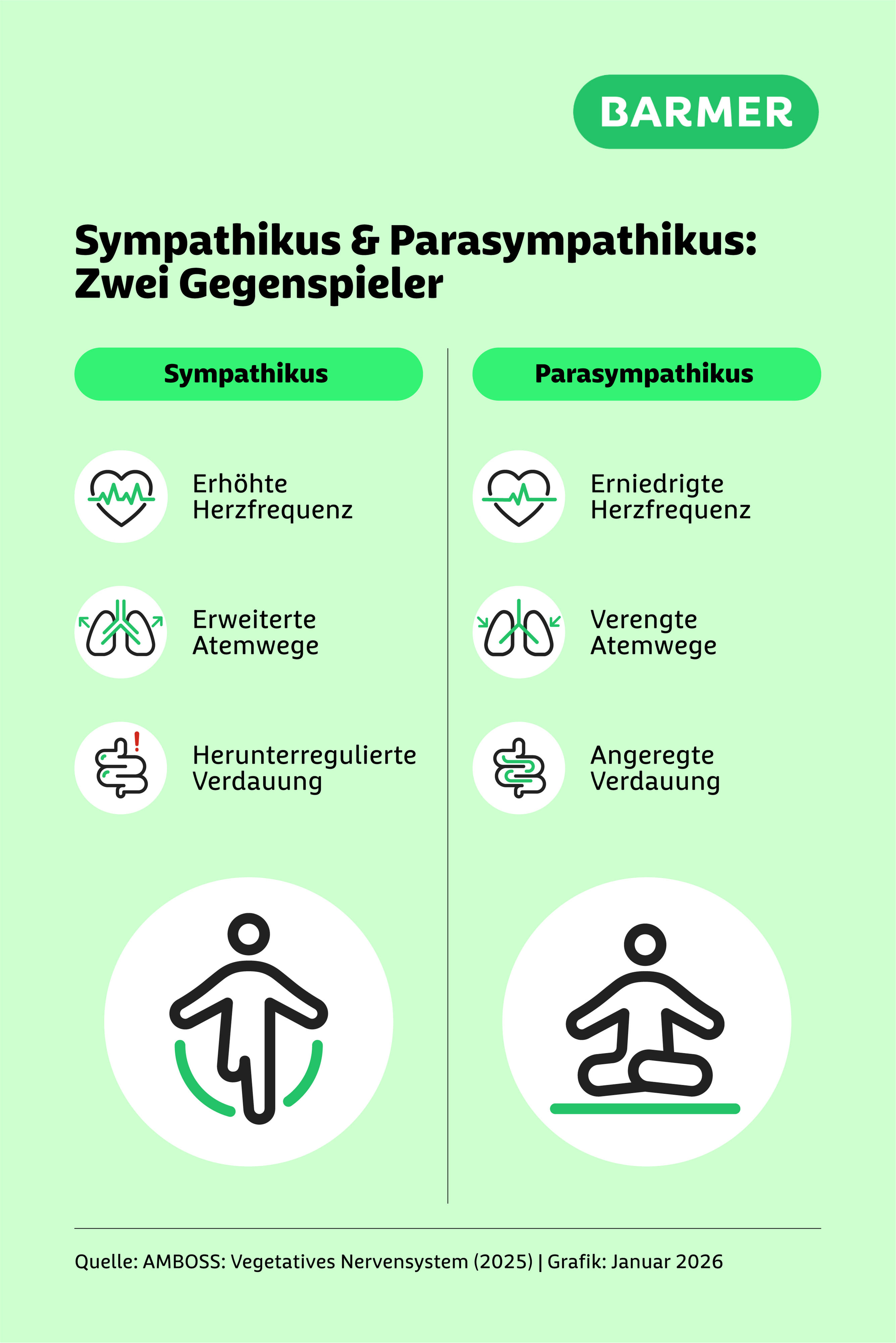 Der Vagusnerv ist der größte und wichtigste Nerv des sogenannten Parasympathikus. Der Parasympathikus fördert Ruhe, Regeneration und Erholung im Körper.