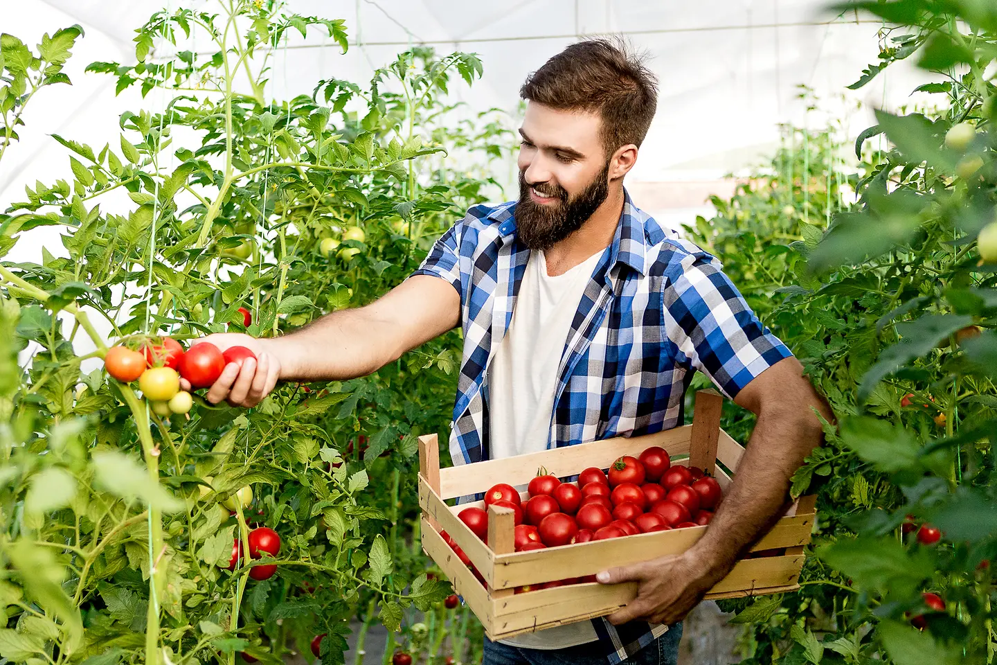 Ein Mann bei der Tomatenernte
