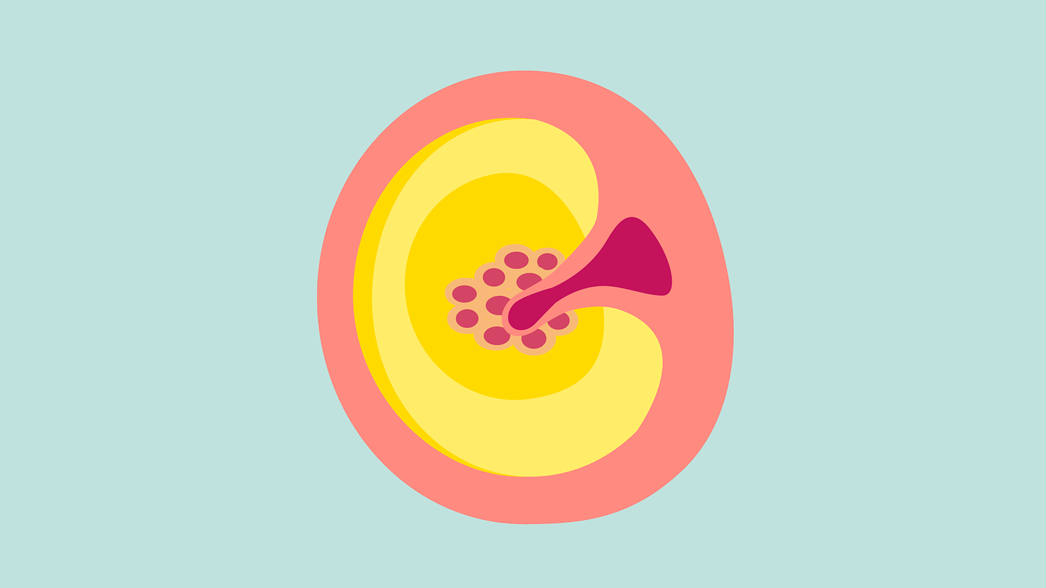 Illustration 1. Schwangerschaftsmonat: Ein kugeliger Zellhaufen, etwa so groß wie ein Stecknadelkopf.
