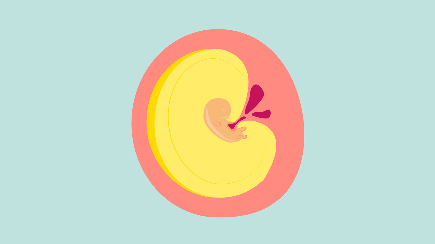 Illustration 2. Schwangerschaftsmonat: Der anfangs kugelige Embryo streckt sich und ist schon bald als kleiner Mensch erkennbar.
