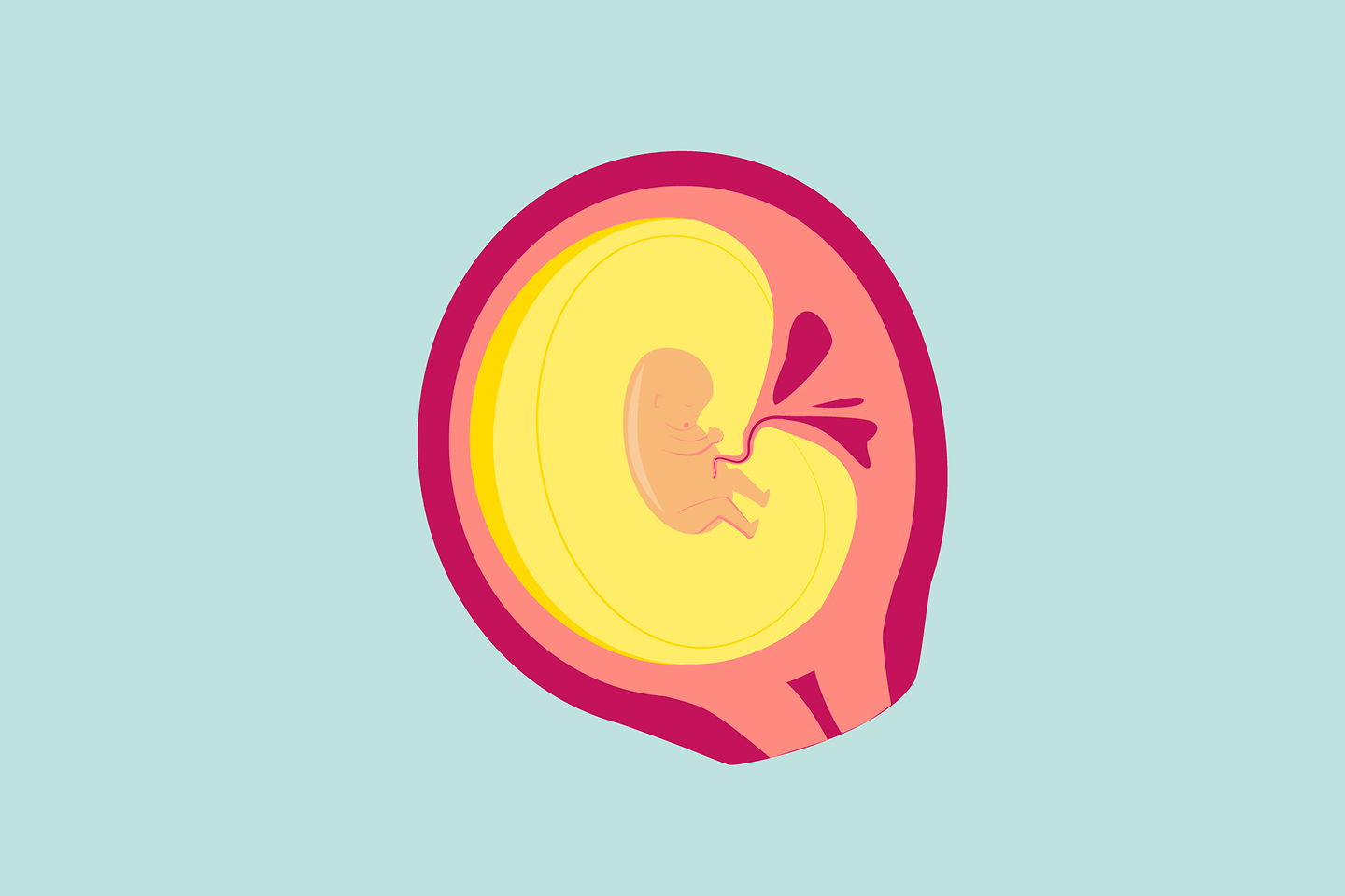 Illustration 3. Schwangerschaftsmonat: Der Embryo nimmt äußerlich immer mehr Gestalt an