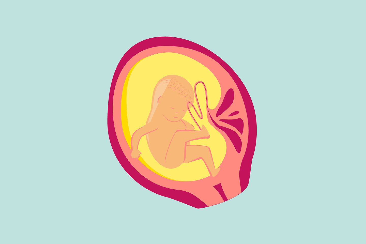 Illustration 6. Schwangerschaftsmonat: Das Baby wächst und setzt Speck an. 