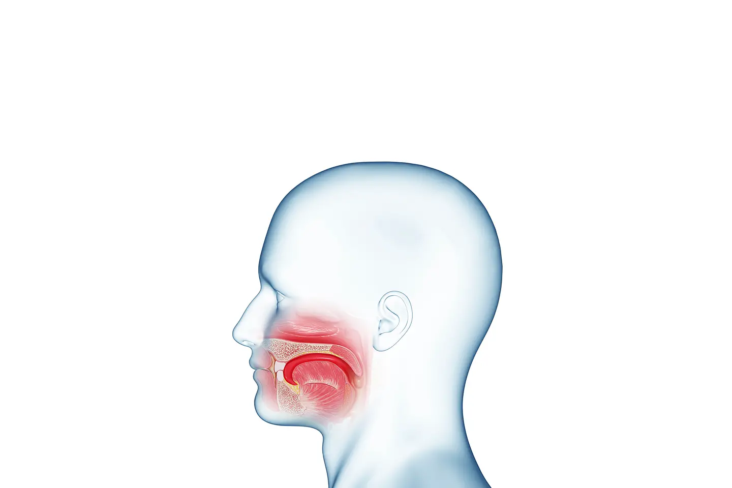 Abbildung der Anatomie einer Mundhöhle