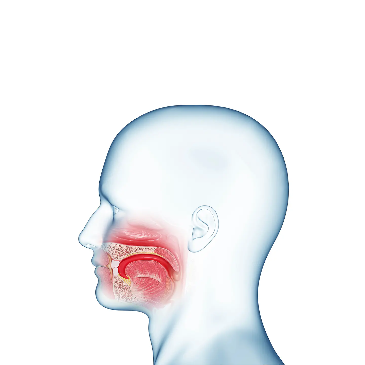 Abbildung der Anatomie einer Mundhöhle