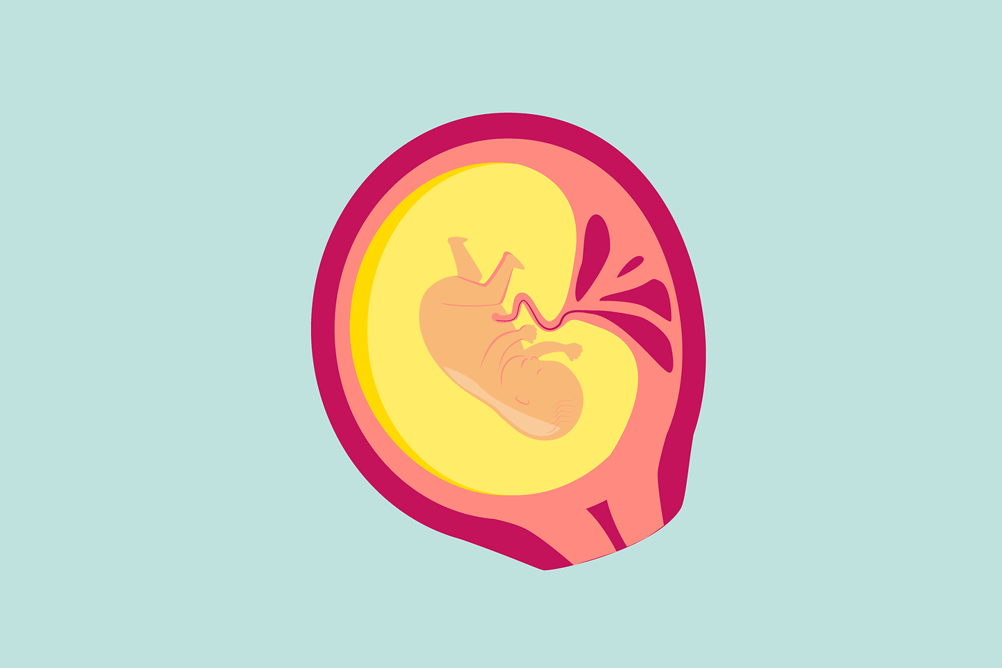 Illustration 4. Schwangerschaftsmonat: Im zunächst knorpelig angelegten Skelett reifen stabile Knochen.