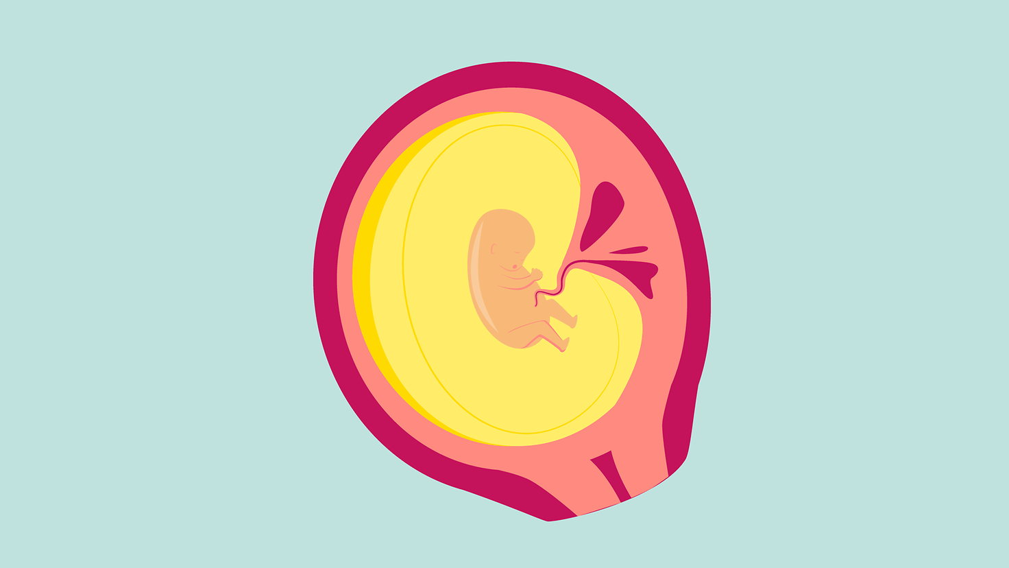 Illustration 3. Schwangerschaftsmonat: Der Embryo nimmt äußerlich immer mehr Gestalt an