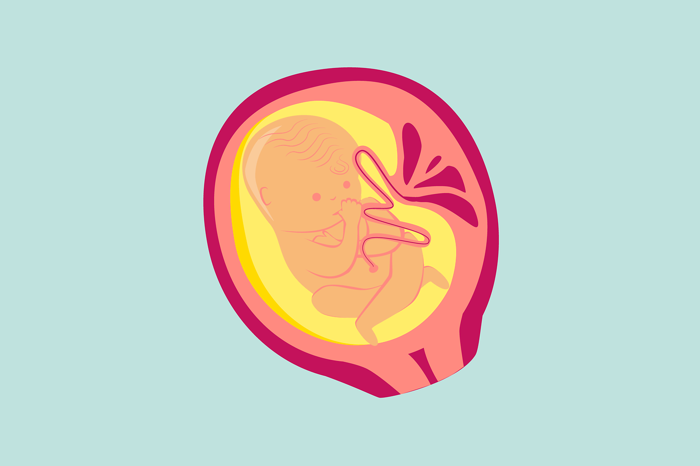 Illustration 8. Schwangerschaftsmonat: Das Baby lutscht jetzt schon am Daumen.