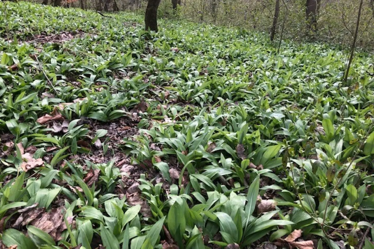 Blick auf eine Bärlauchwiese im Wald