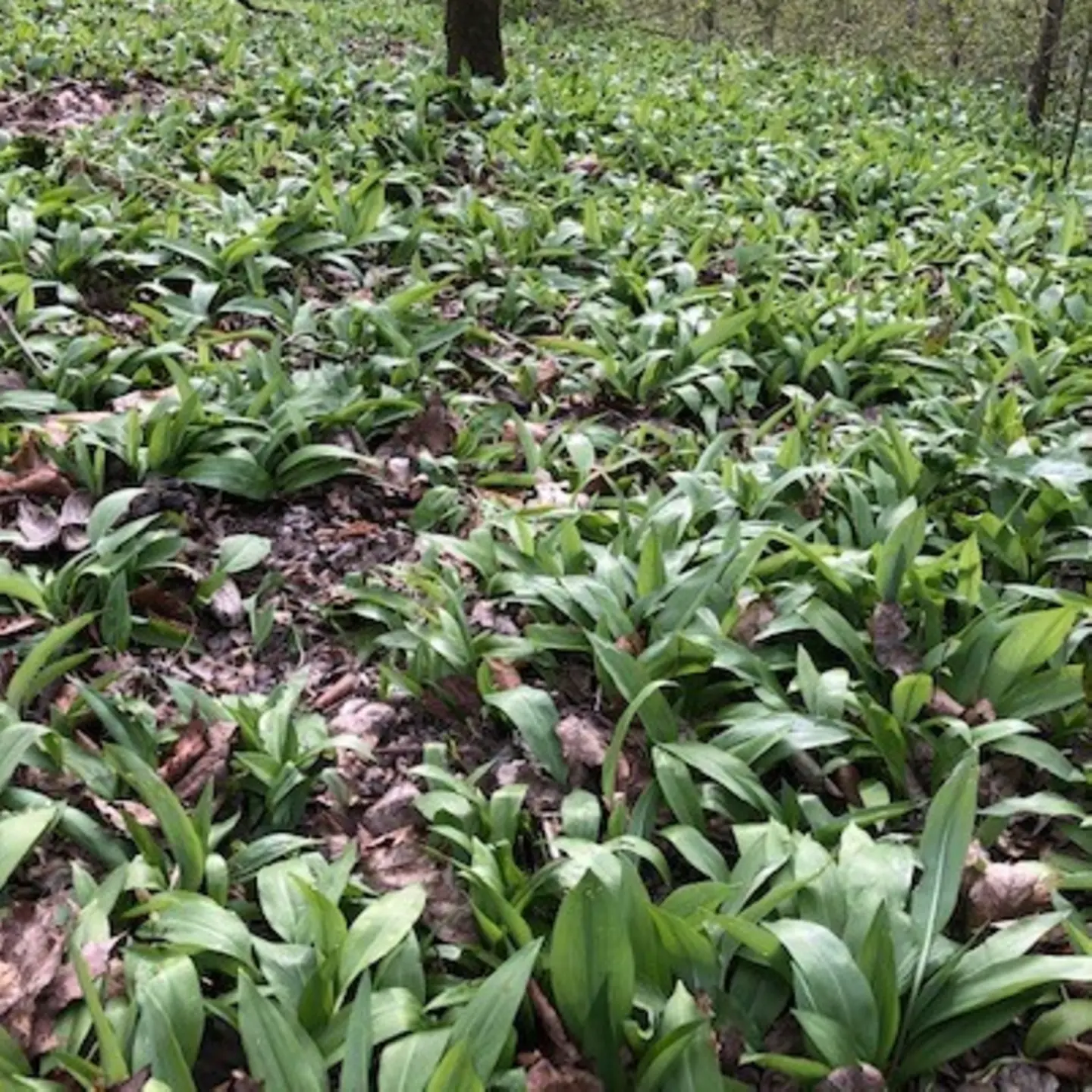 Blick auf eine Bärlauchwiese im Wald