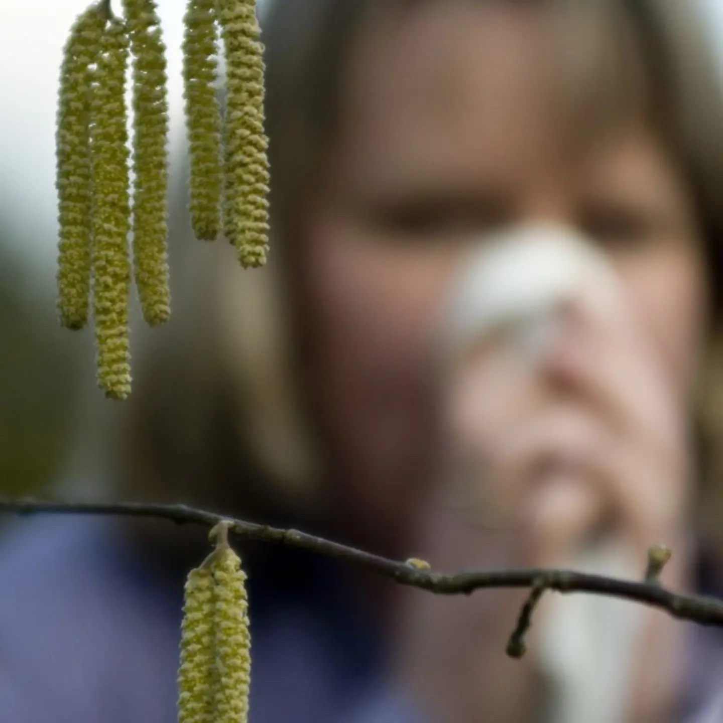 Dieses Bild zeigt verschwommen eine Person mit Taschentuch, im Vordergund hängen Pollenblüten herab 