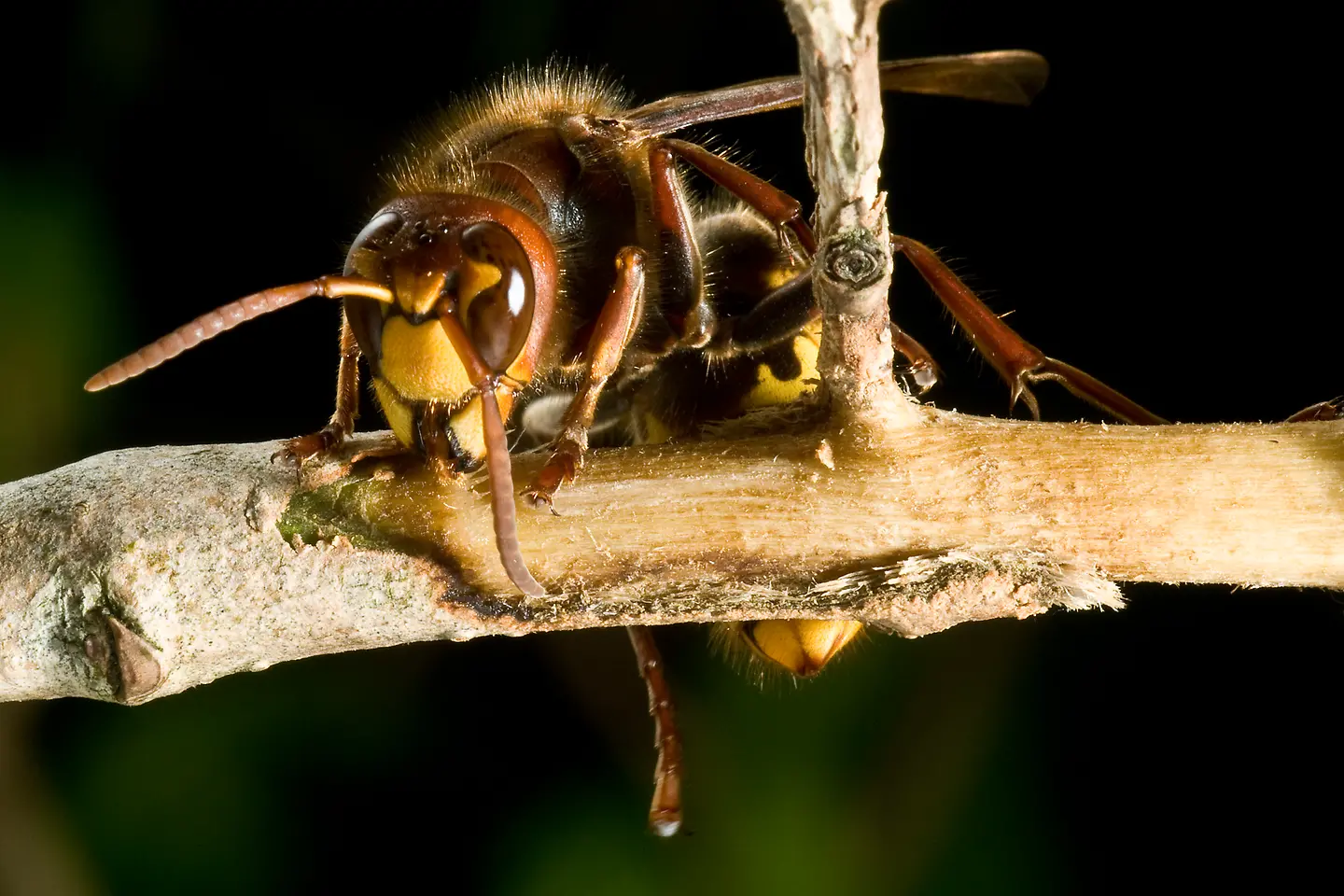 Hornisse im Fliederbaum