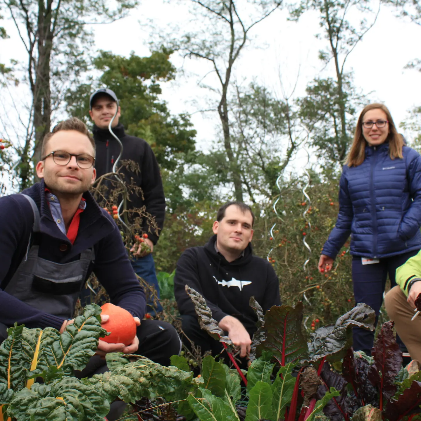 Ackerhelden im Mangoldbeet