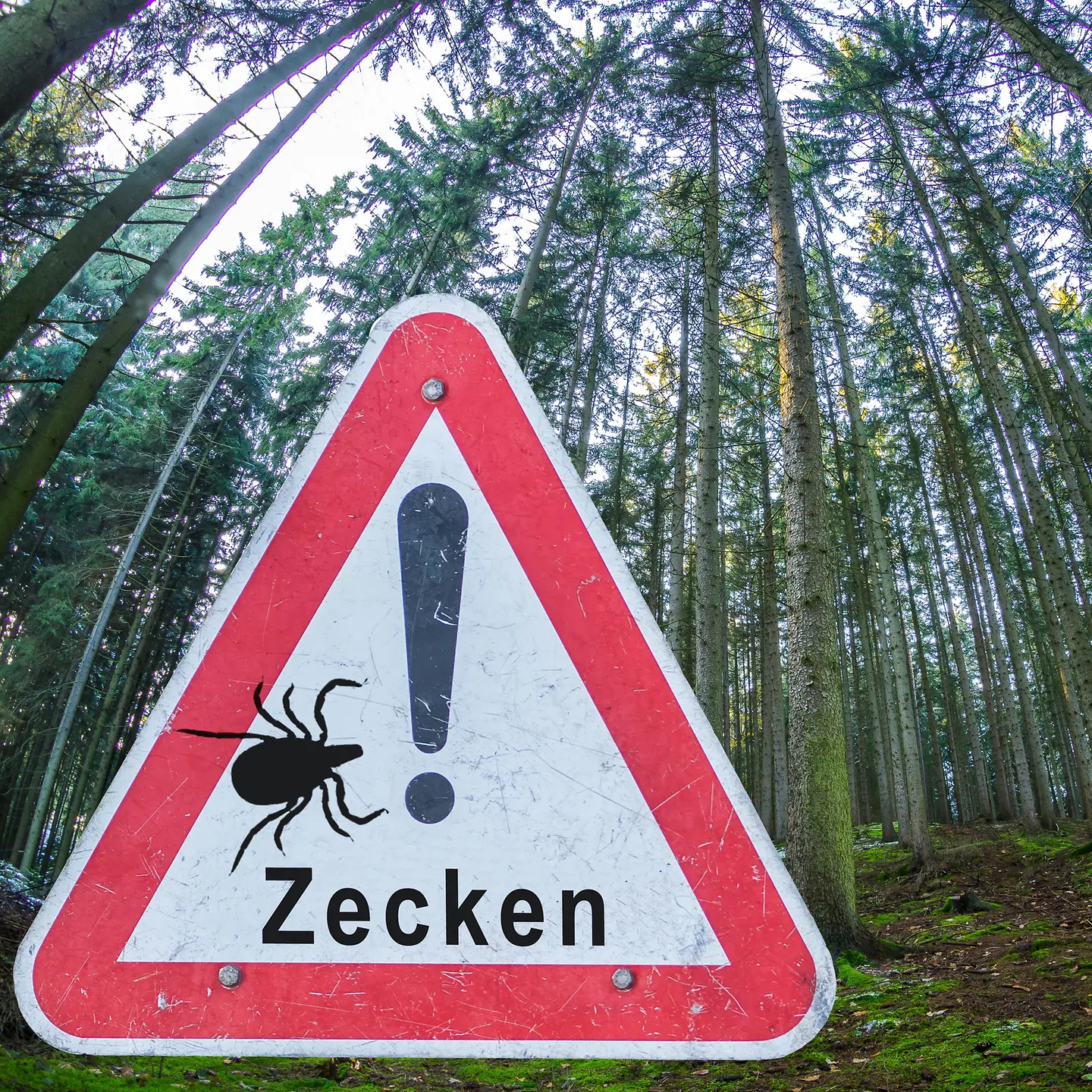 Das Bild zeigt ein Warnschild vor Zecken im Wald.