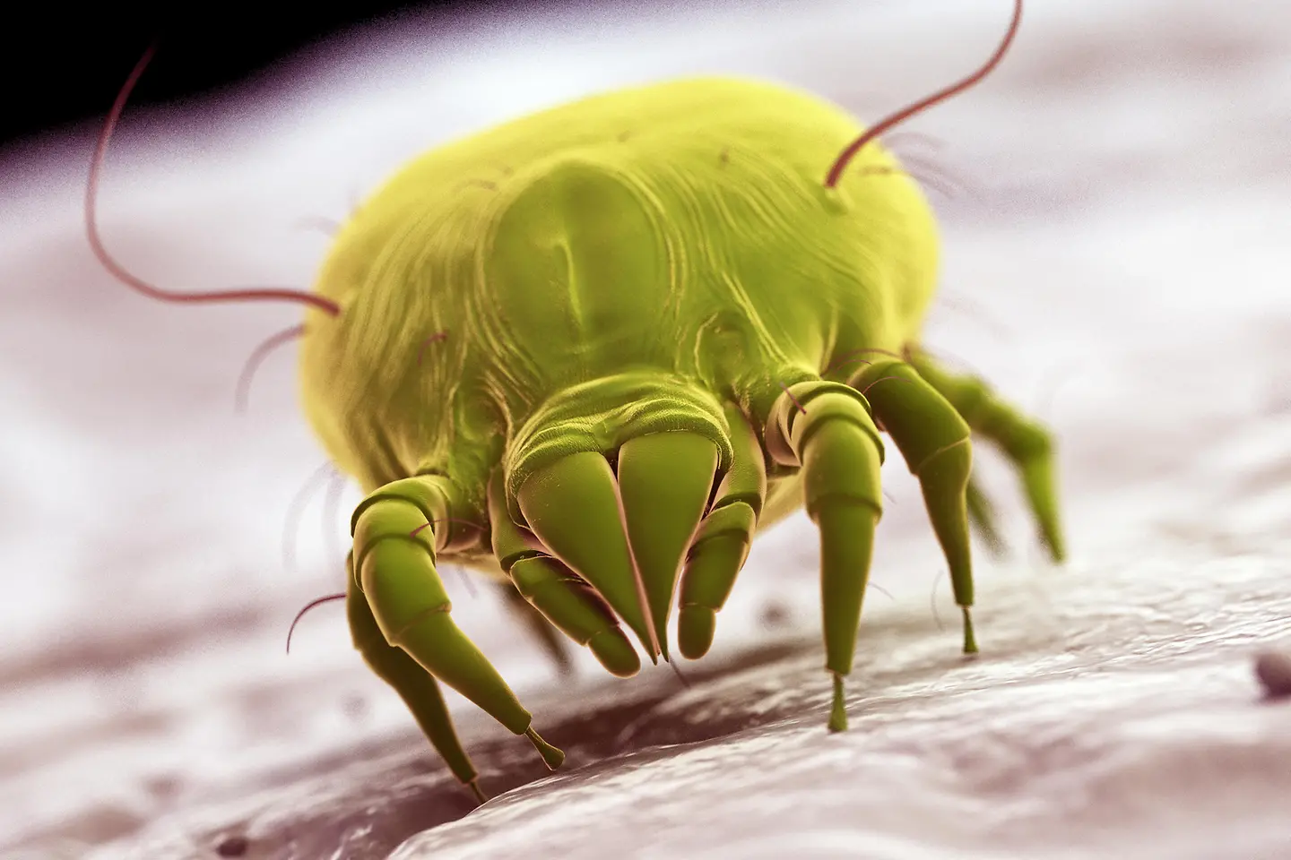 Das Bild zeigt eine Hausstaubmilbe.