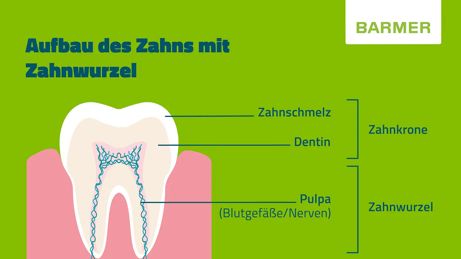 Kleine BARMER-Infotafel zum Thema: Zahnwurzel