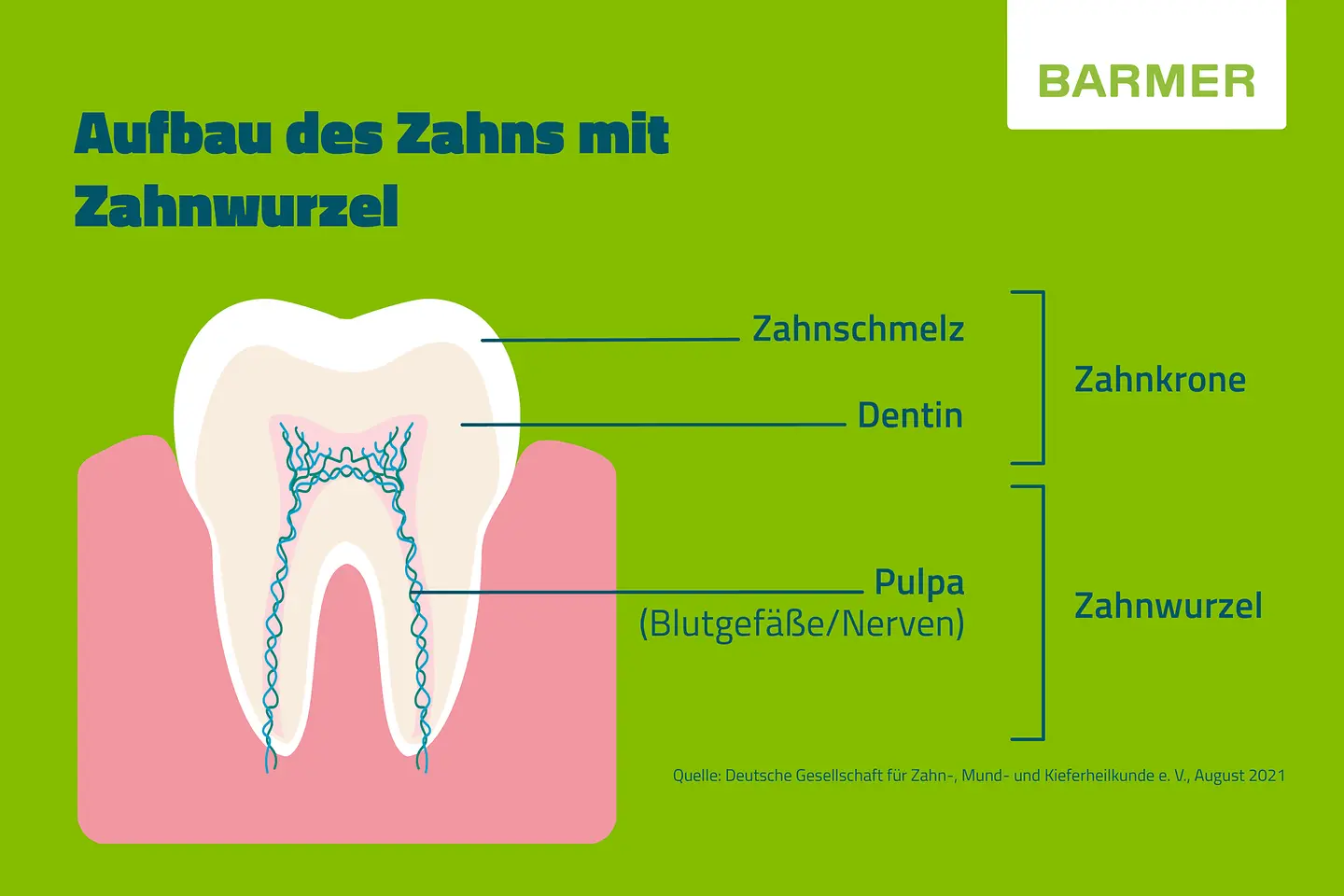 Kleine BARMER-Infotafel zum Thema: Zahnwurzel