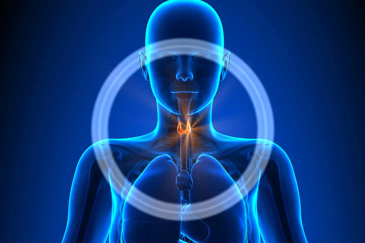 Illustration der Schilddrüse einer Frau