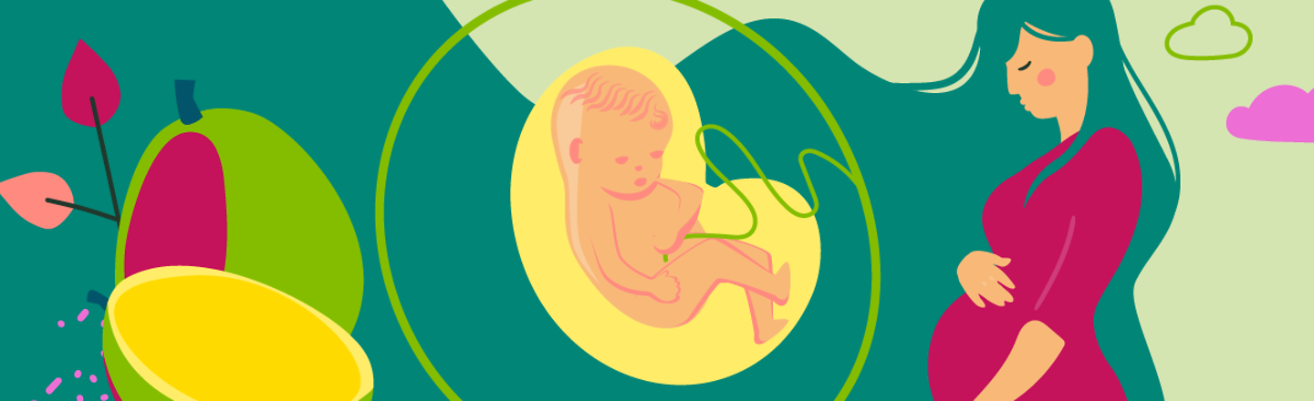 Illustration eines Fötusim Vergleich zu einer Zitrone und einer jungen schwangeren Frau, die die Hand auf den Bauch legt