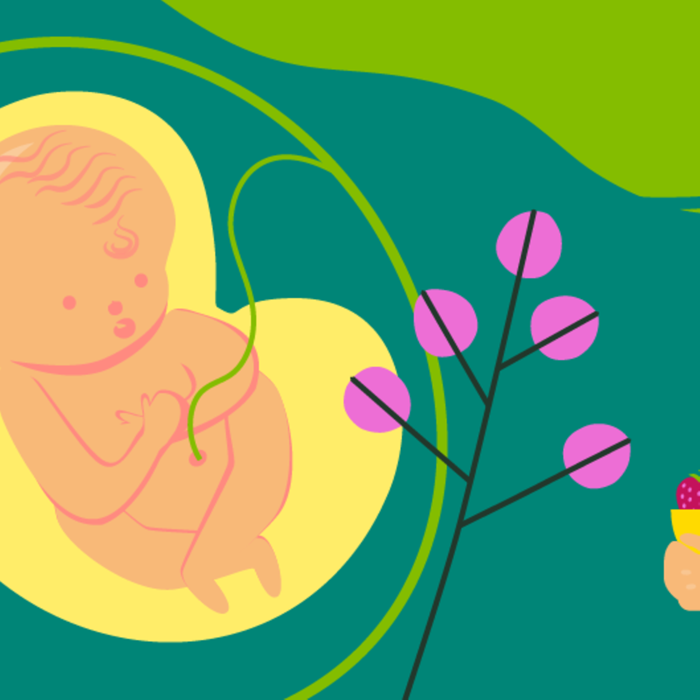 Illustration eines Fötus und einer jungen schwangeren Frau, die die Hand auf den Bauch legt in der 24.SSW