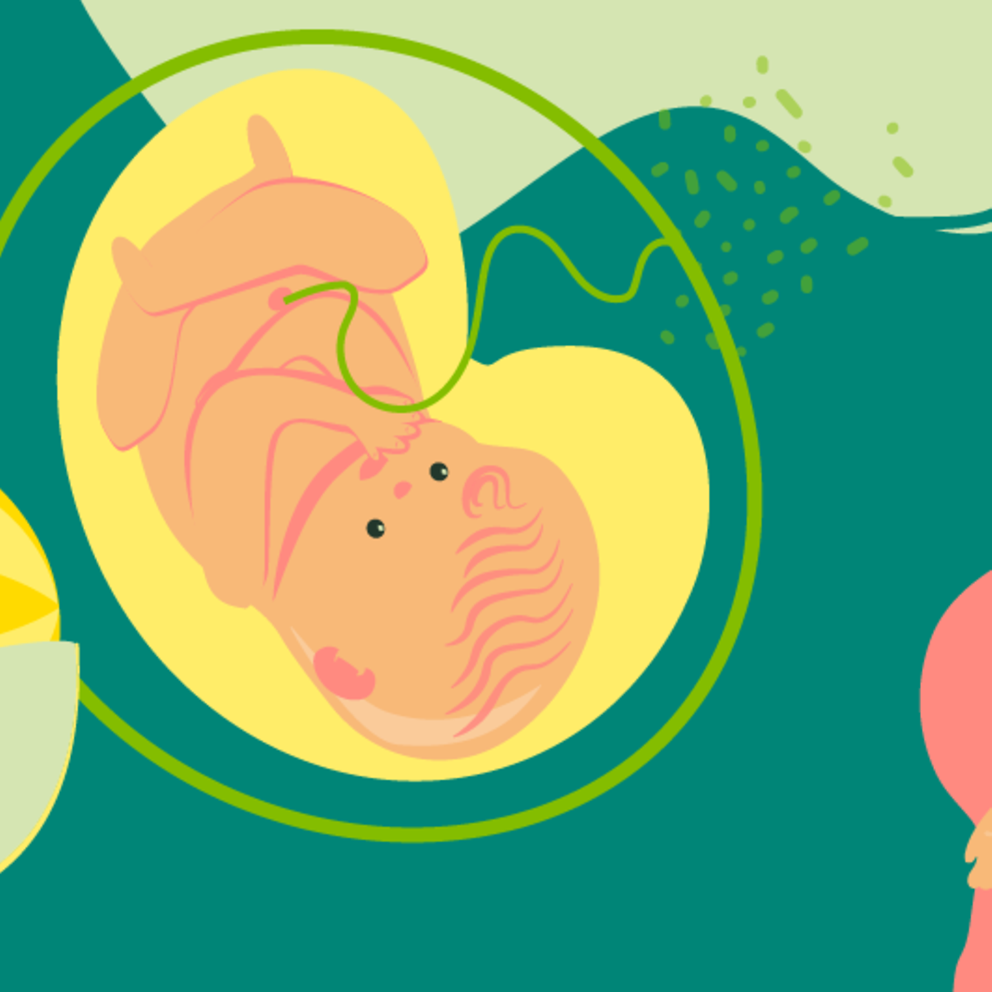 Illustration eines Fötus und einer jungen schwangeren Frau, die die Hand auf den Bauch leg in der 35. SSW