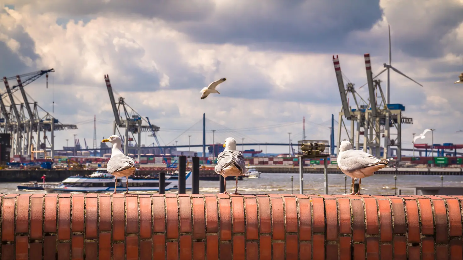 Möwen sitzen auf einer Mauer, im Hintergrund ist der Hamburger Hafen zu sehen.