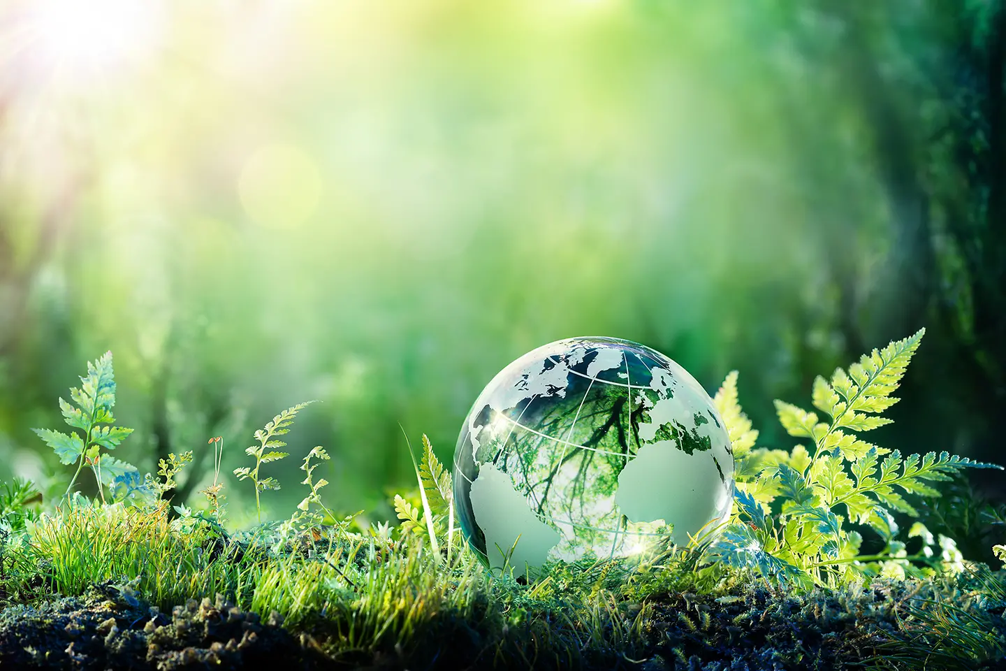 Ein Globus liegt in einem Wald auf einem Boden, der mit Moos bedeckt ist.