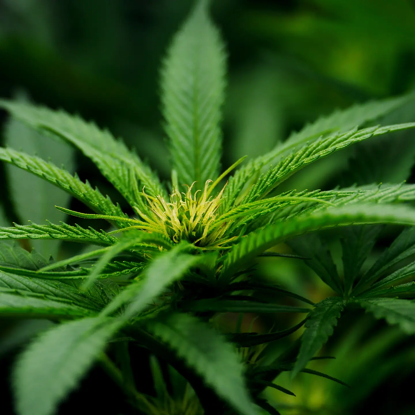 Nahaufnahme einer Marihuana-Pflanze