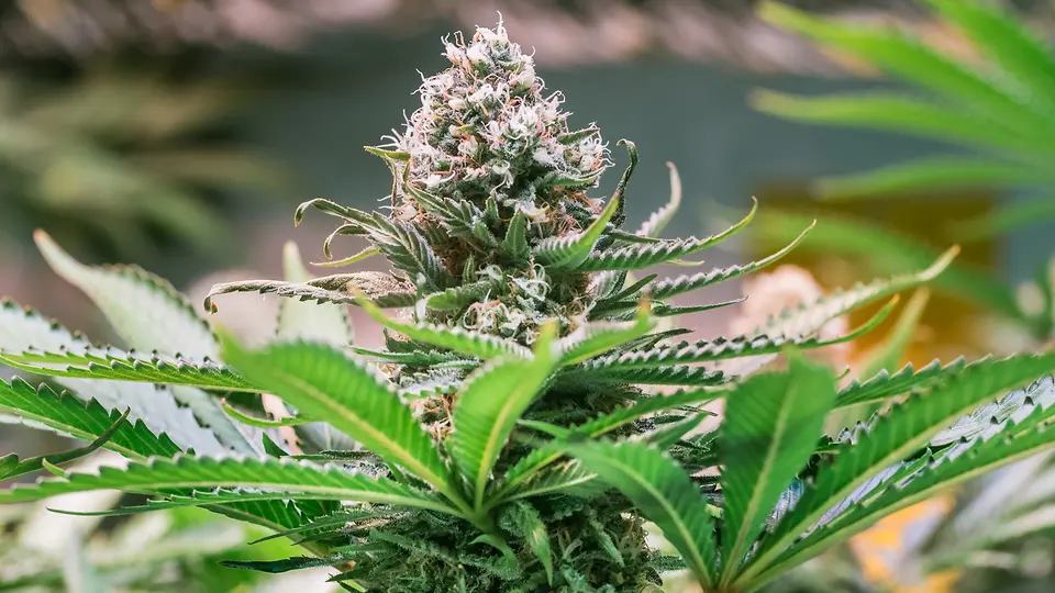 Cannabis: Inhaltsstoffe & Herkunft | BARMER