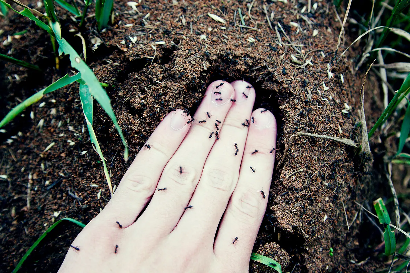 Eine Hand voller krabbelnder Ameisen, die ein kribbelndes Gefühl verursachen, liegt in Erde.