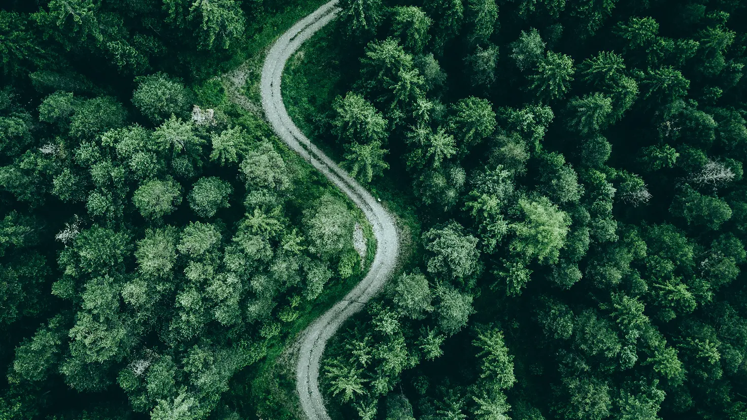 Zu sehen ist eine Straße, die durch einen Wald führt