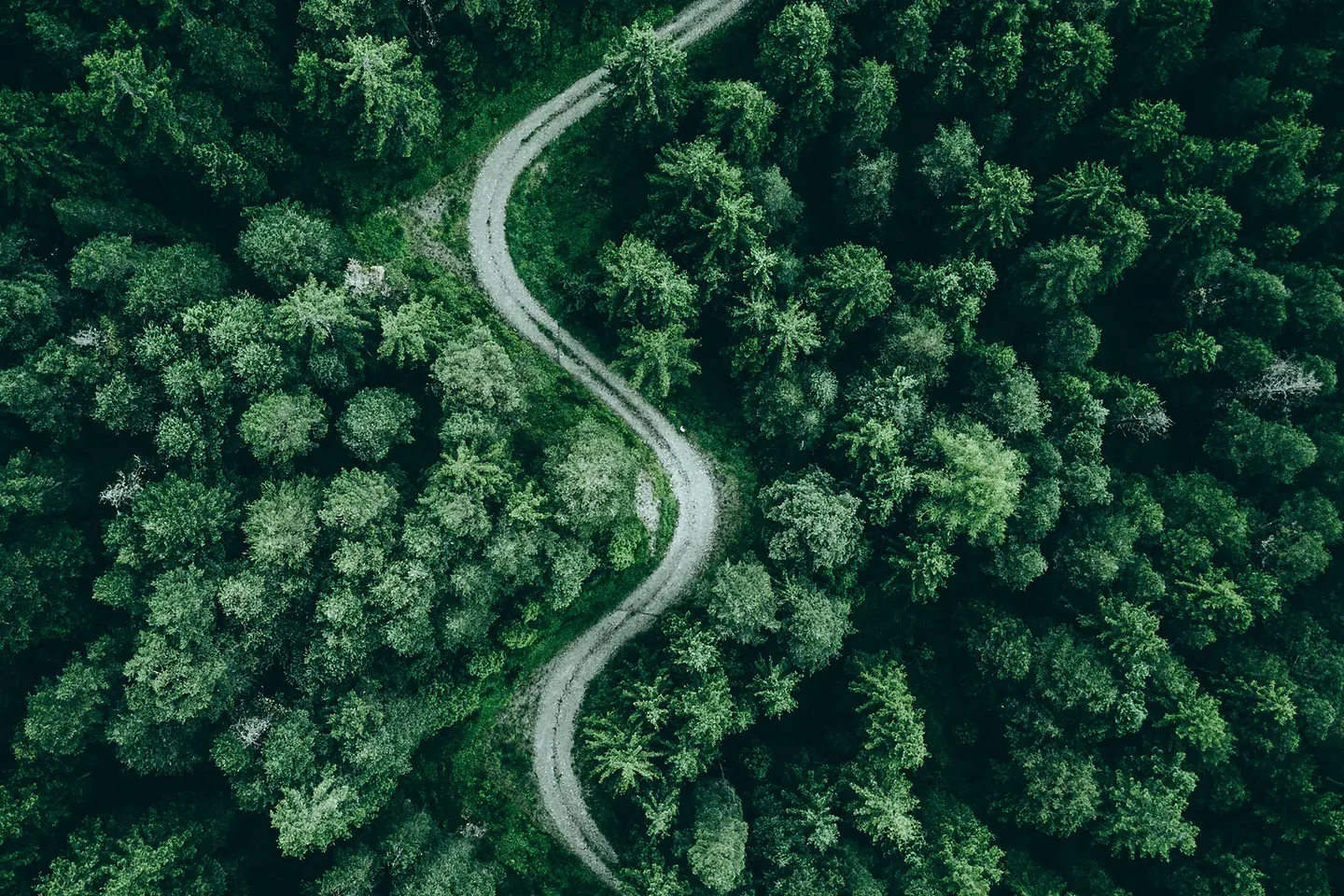 Zu sehen ist eine Straße, die durch einen Wald führt