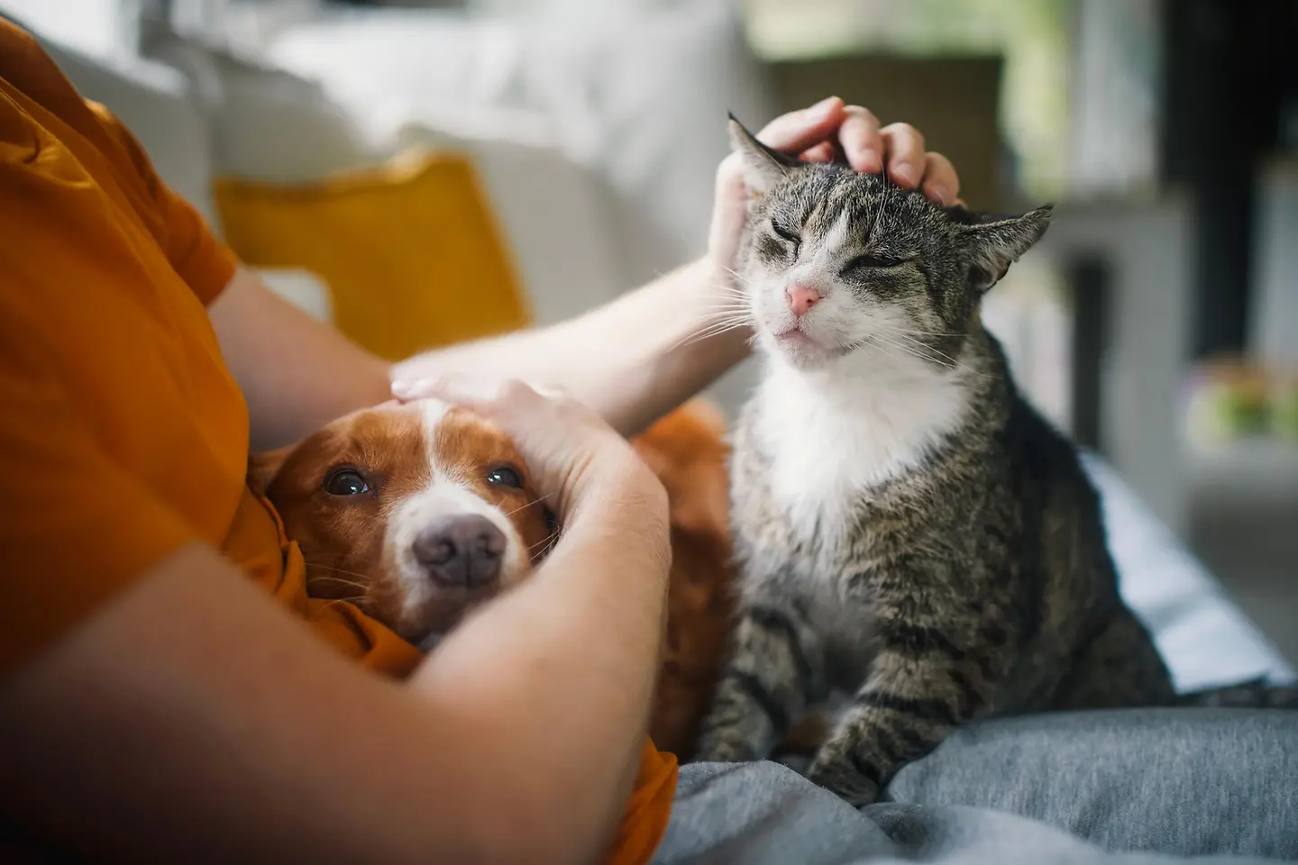 Auf dem Bild zu sehen sind ein Hund und eine Katze. Der Hund schmiegt sich in den rechten Arm des Menschen, der wiederum die Katze mit der linken Hand über den Kopf streichelt.