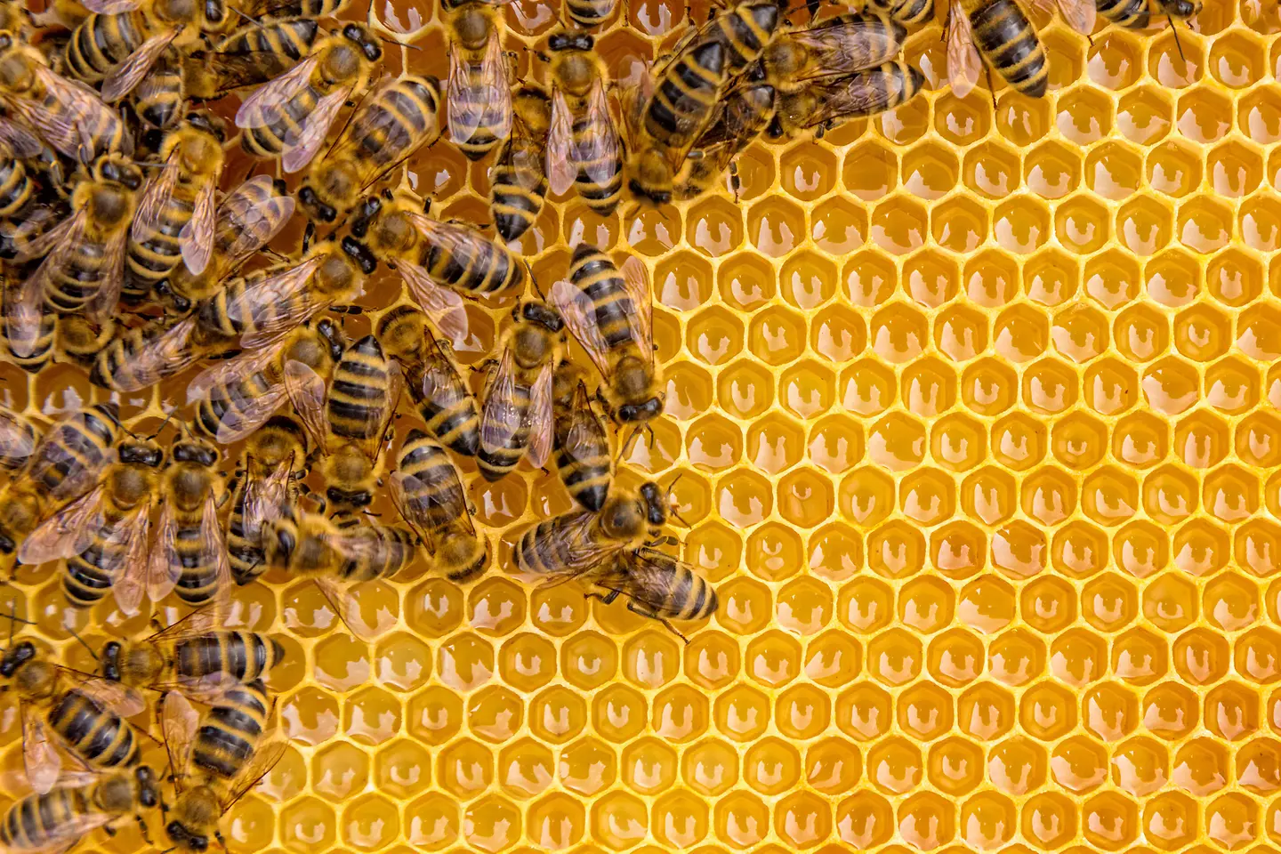 Auf diesem Bild zu sehen ist ein Schwarm Bienen, die sich auf einer Honigwabe tummeln. Die Bienen sind links auf dem Bild, die Mitte und der rechter Rand zeigen die gelb leuchtende Wabe.