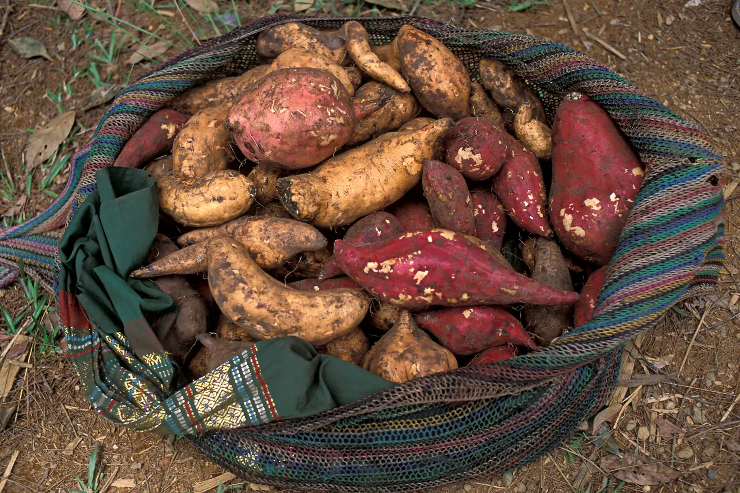 Ein Beutel mit Yams-Wurzeln auf einem Feld