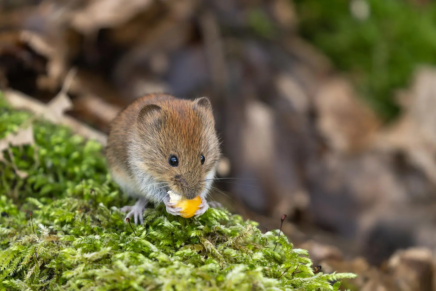 Niedliche Uferwühlmaus mit gelber Beere