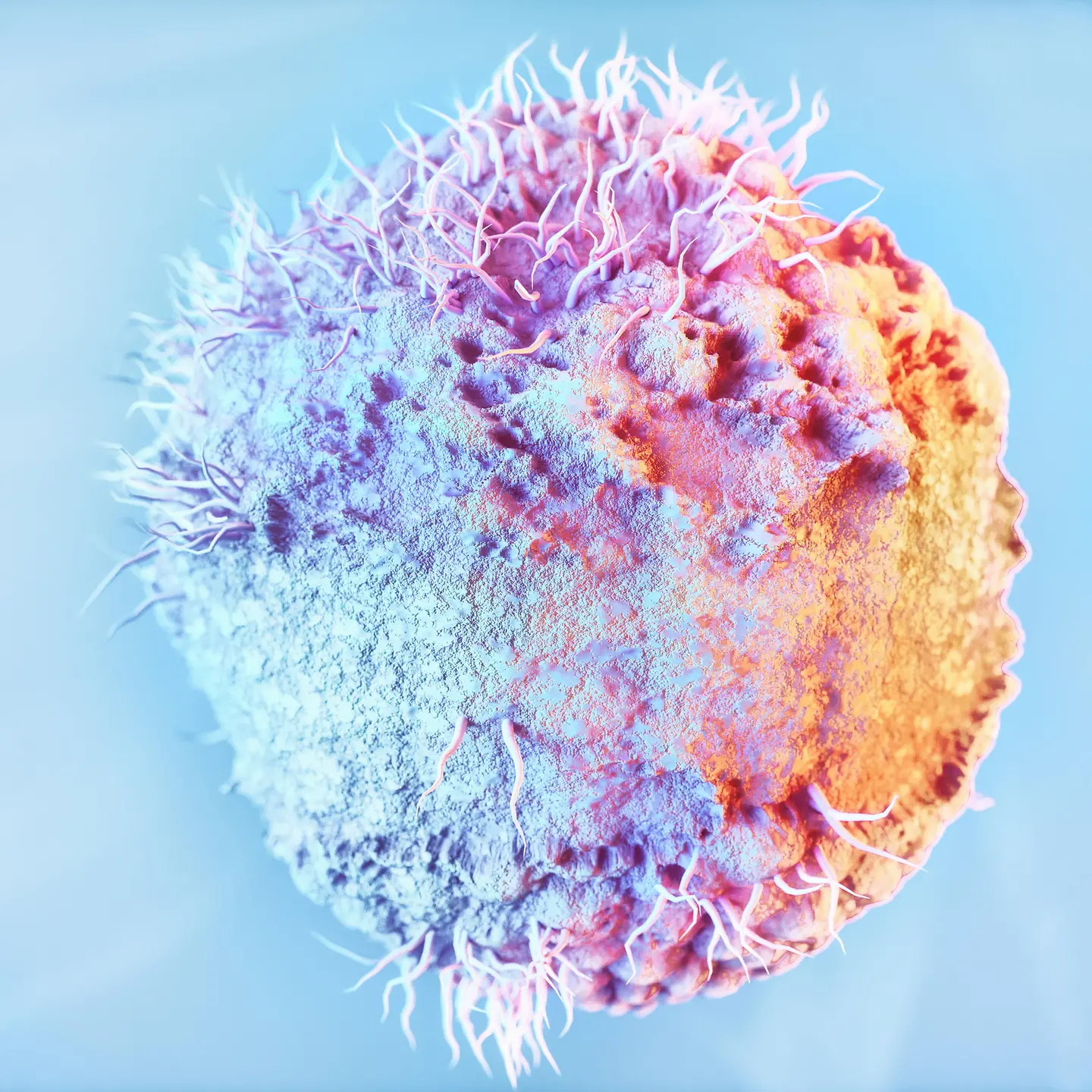 Zu sehen auf diesem Bild ist ein stark vergrößertes Herpesvirus.