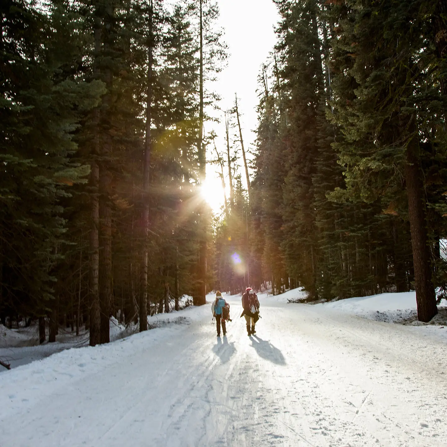 Wanderer, die im verschneiten Wald spazieren gehen