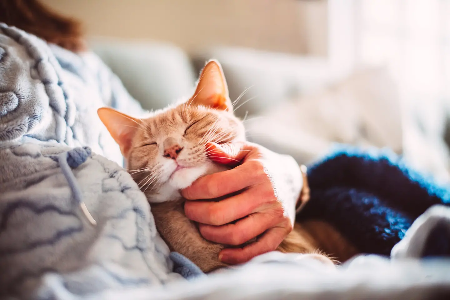 Eine Hand streichelt das Gesicht einer schlafenden, getigerten Katze auf dem Sofa.